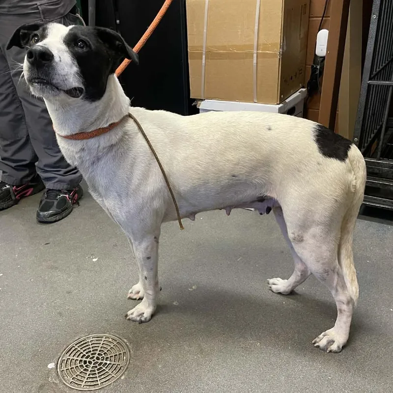 An adult medium-sized female White / Cream Mixed Breed dog named April for adoption in Hamilton, GA