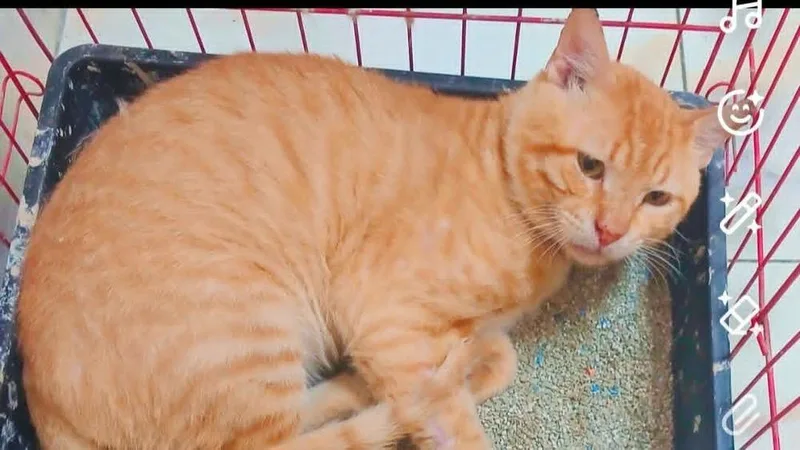 An adult medium-sized male Tabby (Orange / Red) Egyptian Mau cat named Simba for adoption in WOLCOTT, CT