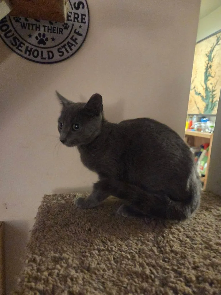 A baby medium-sized male Domestic Short Hair cat named Lime for adoption in Parkville, MD