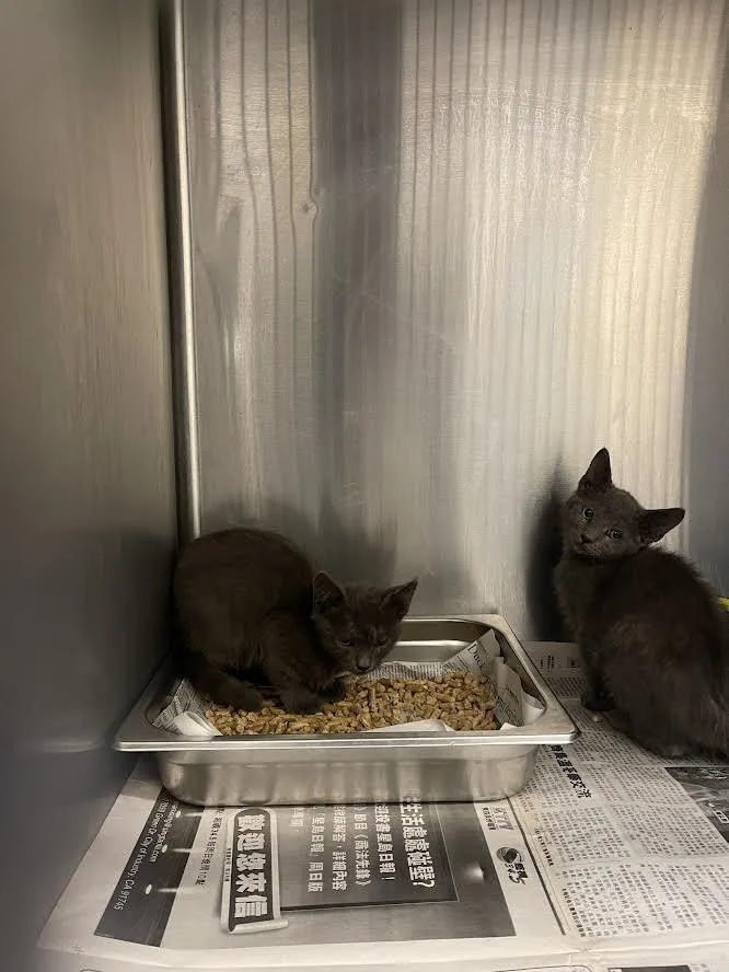 A baby small-sized male Domestic Short Hair cat named Dior for adoption in Los Angeles, CA