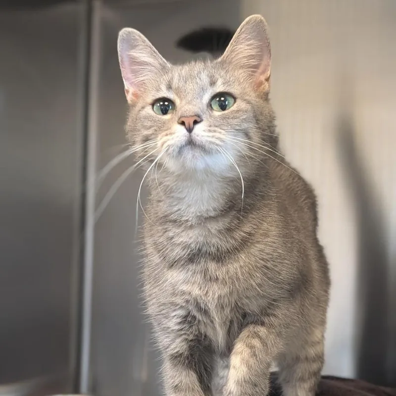 An adult medium-sized female Gray / Blue / Silver Domestic Short Hair cat named Harp for adoption in Washington Township, OH