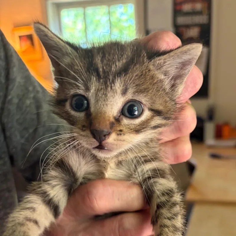 A baby small-sized female Brown / Chocolate Domestic Short Hair cat named Chessie for adoption in Waldorf, MD
