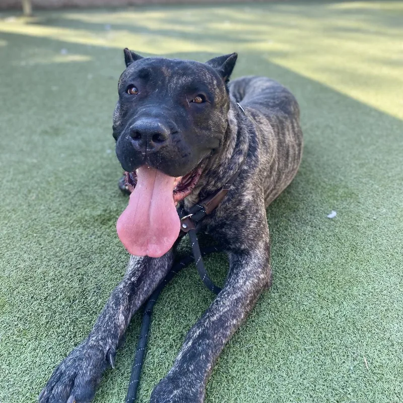 An adult extra large-sized male Black Presa Canario dog named Bowie for adoption in Upland, CA