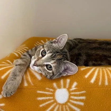 A baby small-sized female Domestic Short Hair cat named Fancy Nancy for adoption in Wheaton, IL
