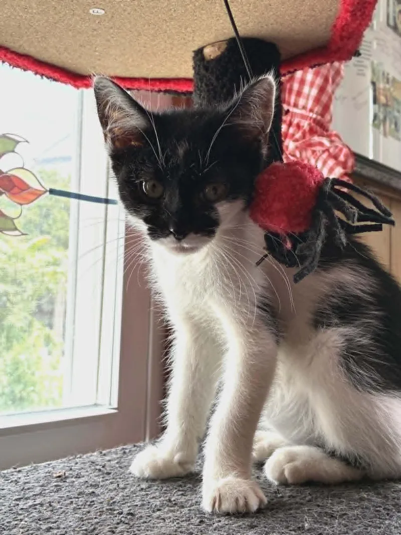 A baby small-sized female Black & White / Tuxedo Domestic Short Hair cat named Vaquita for adoption in Bayonne, NJ