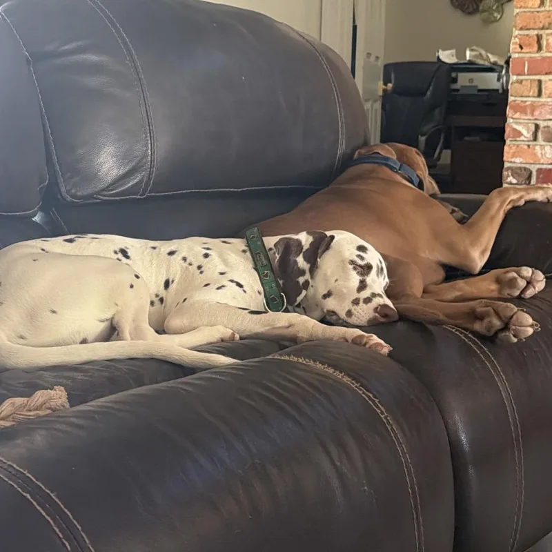 A baby medium-sized male White / Cream Dalmatian dog named Tug for adoption in Sarasota, FL
