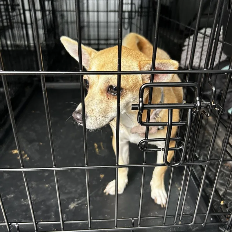 A baby small-sized female Chihuahua dog named Butter for adoption in Jupiter, FL