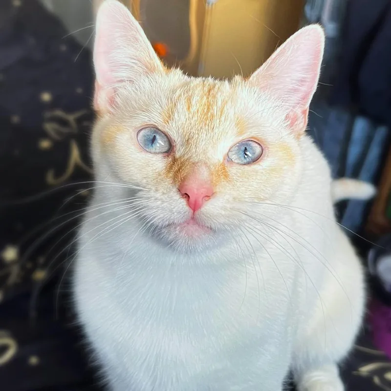 A young medium-sized female Flame Point Domestic Short Hair cat named Hestia Reitze for adoption in Eagle Mountain, UT