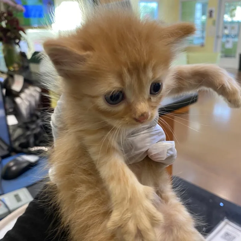 A baby small-sized female Orange / Red Domestic Short Hair cat named Mrs Weasley for adoption in Lynchburg, VA