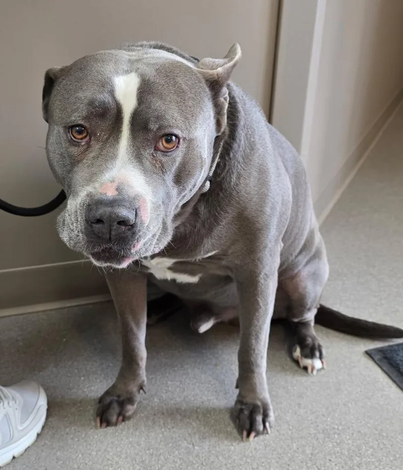 An adult medium-sized male Pit Bull Terrier dog named Earl for adoption in La Porte, IN