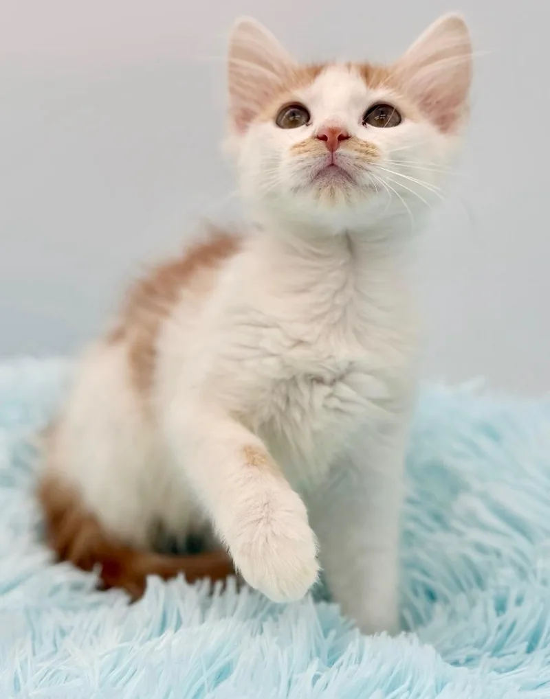 A baby medium-sized female Orange & White Domestic Long Hair cat named Richeh for adoption in Covington, LA
