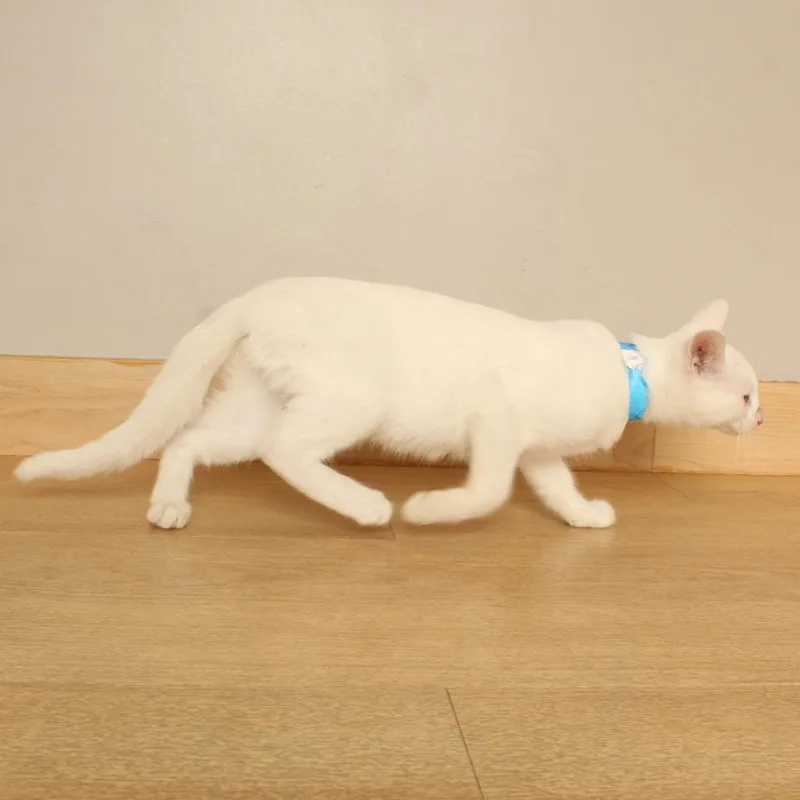 A baby medium-sized male White Domestic Short Hair cat named Walmart C for adoption in Minnetonka, MN