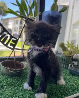 A young small-sized female Domestic Short Hair cat named Relish for adoption in Miami, FL