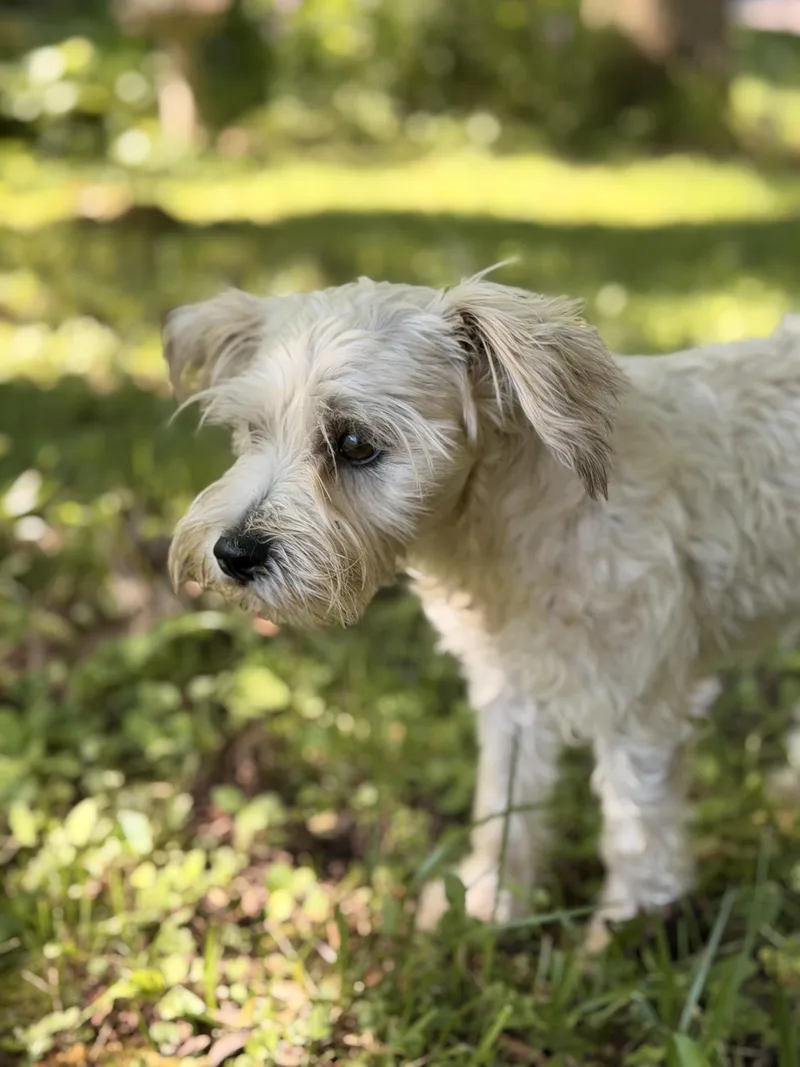 A young small-sized female White / Cream Schnoodle dog named Mollie for adoption in Monona, WI