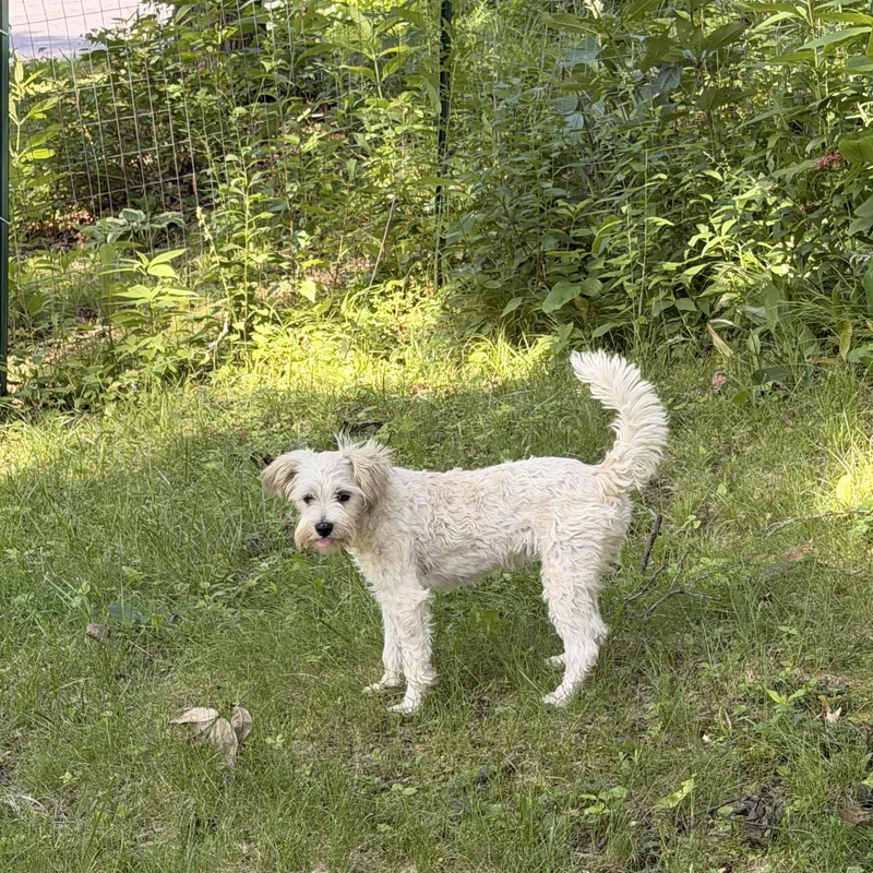 Mollie thumbnail 3