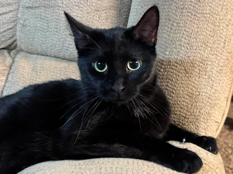 A young medium-sized male Black Domestic Short Hair cat named Alfie for adoption in Sioux Falls, SD