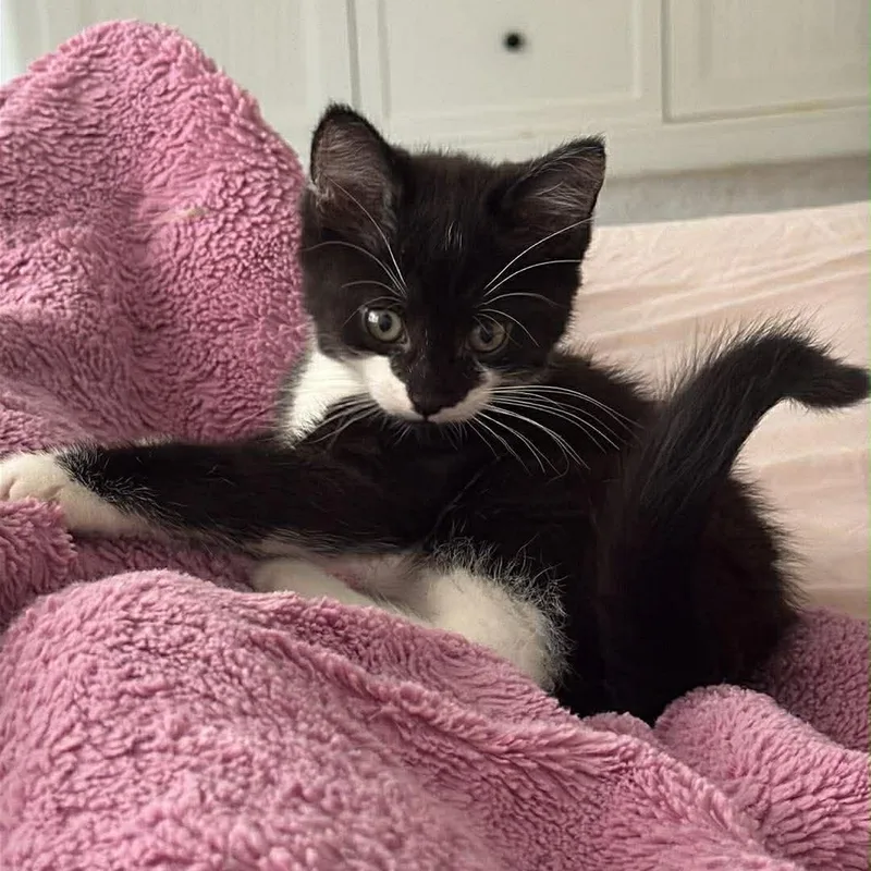 A baby medium-sized male Black & White / Tuxedo Domestic Short Hair cat named Felix for adoption in Aberdeen, NC