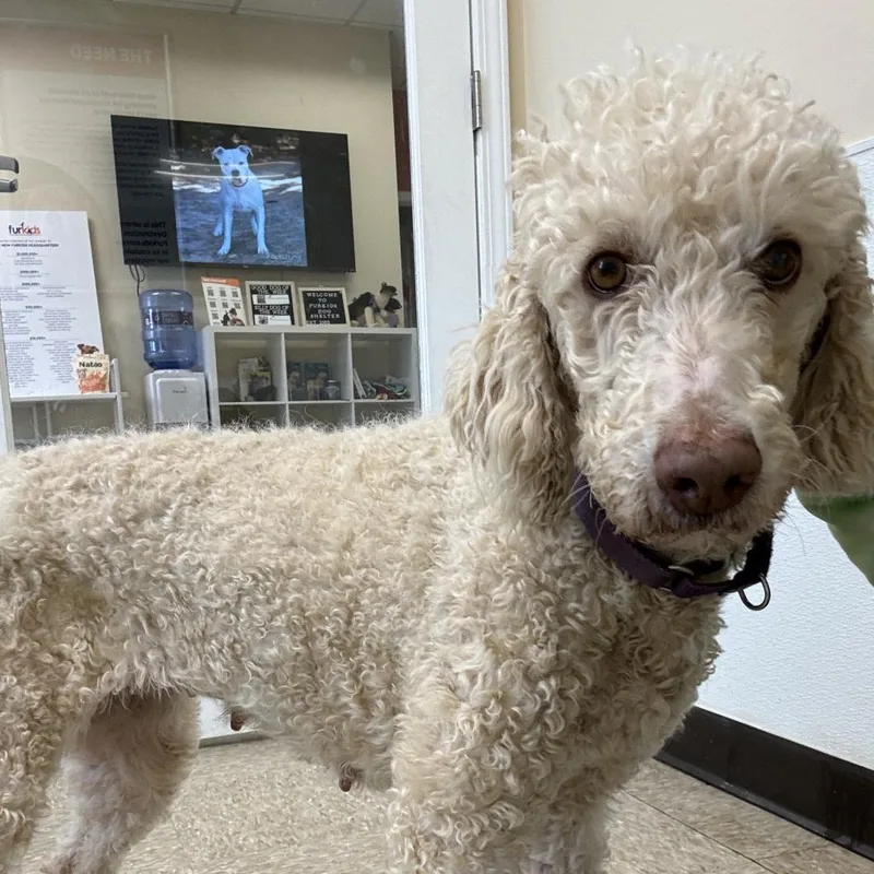 A senior medium-sized female Standard Poodle dog named Polly for adoption in Cumming, GA