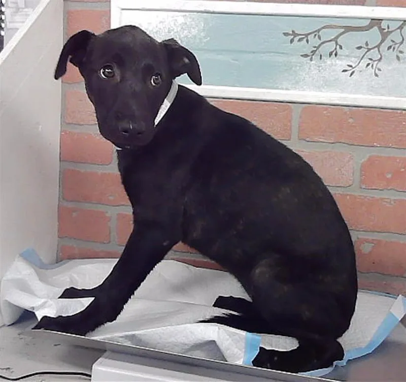 A baby small-sized female Staffordshire Bull Terrier dog named Samantha for adoption in Houston, TX