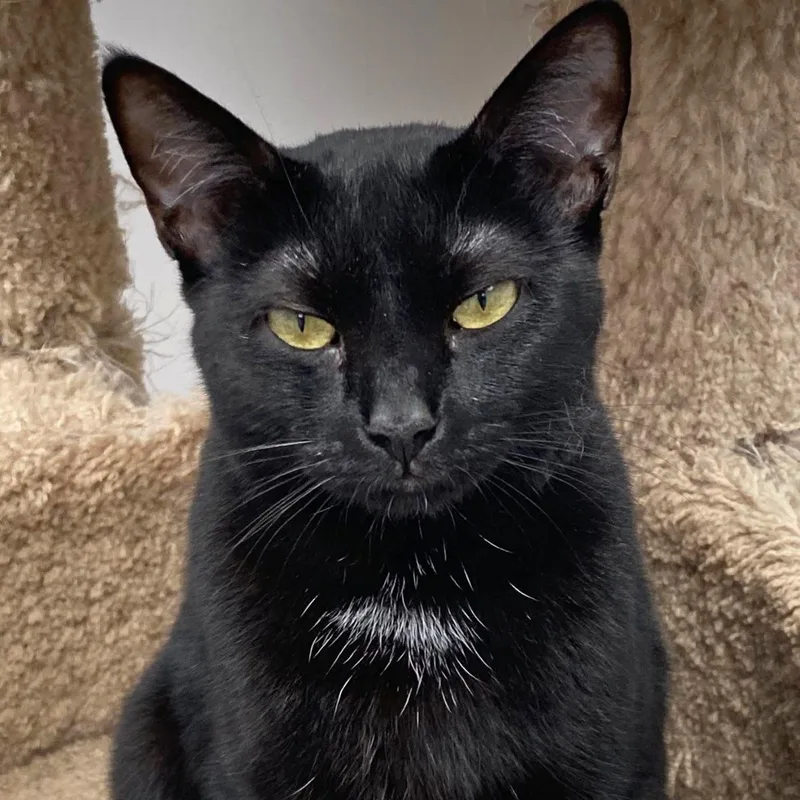 An adult medium-sized male Black Domestic Short Hair cat named Cole for adoption in Manhattan Beach, CA