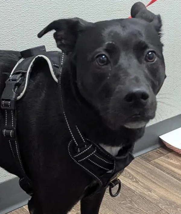 An adult large-sized female Labrador Retriever dog named Birdie for adoption in San Diego, CA