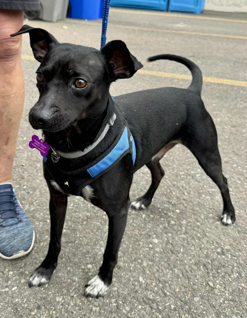 A young small-sized male Black Chihuahua dog named Jimbo for adoption in Covington, WA
