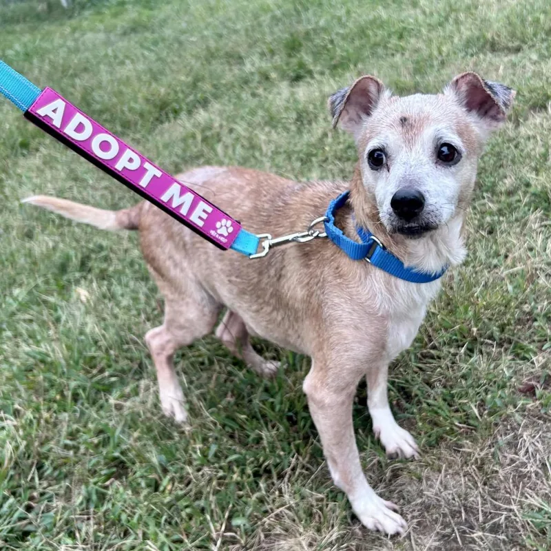 A senior small-sized male Yellow / Tan / Blond / Fawn Mixed Breed dog named Theo for adoption in Fredericksburg, VA