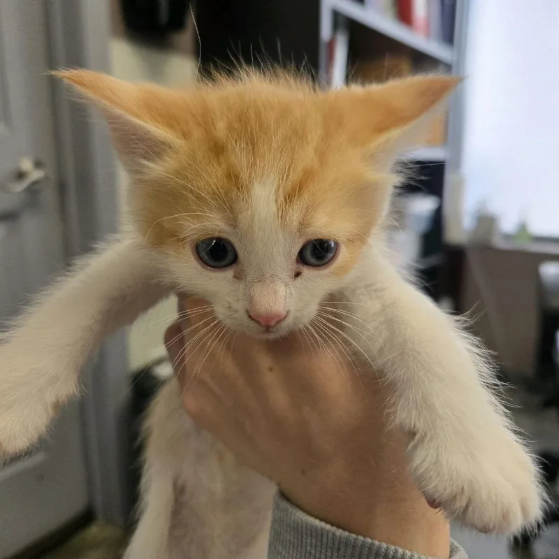 A baby small-sized male Orange / Red Domestic Short Hair cat named Kit for adoption in Branson, MO