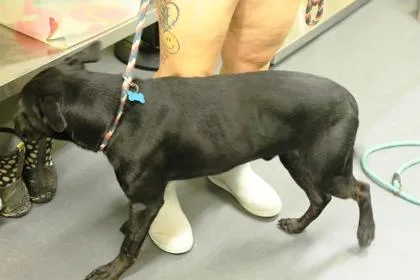 A young large-sized male Labrador Retriever dog named Buster for adoption in Picayune, MS