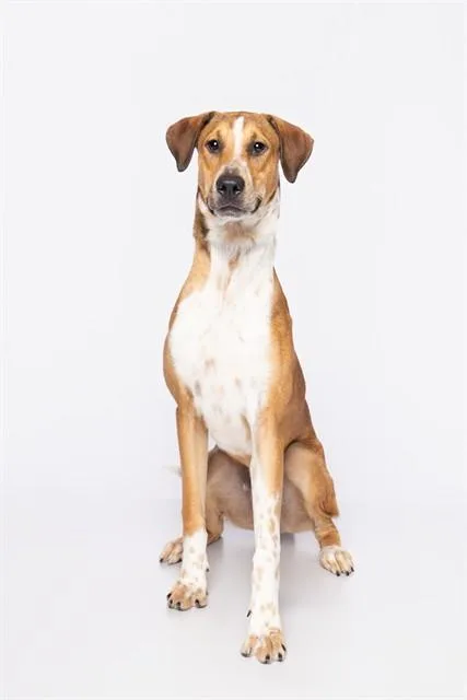 A young large-sized male Foxhound dog named Arlo for adoption in Miami, FL
