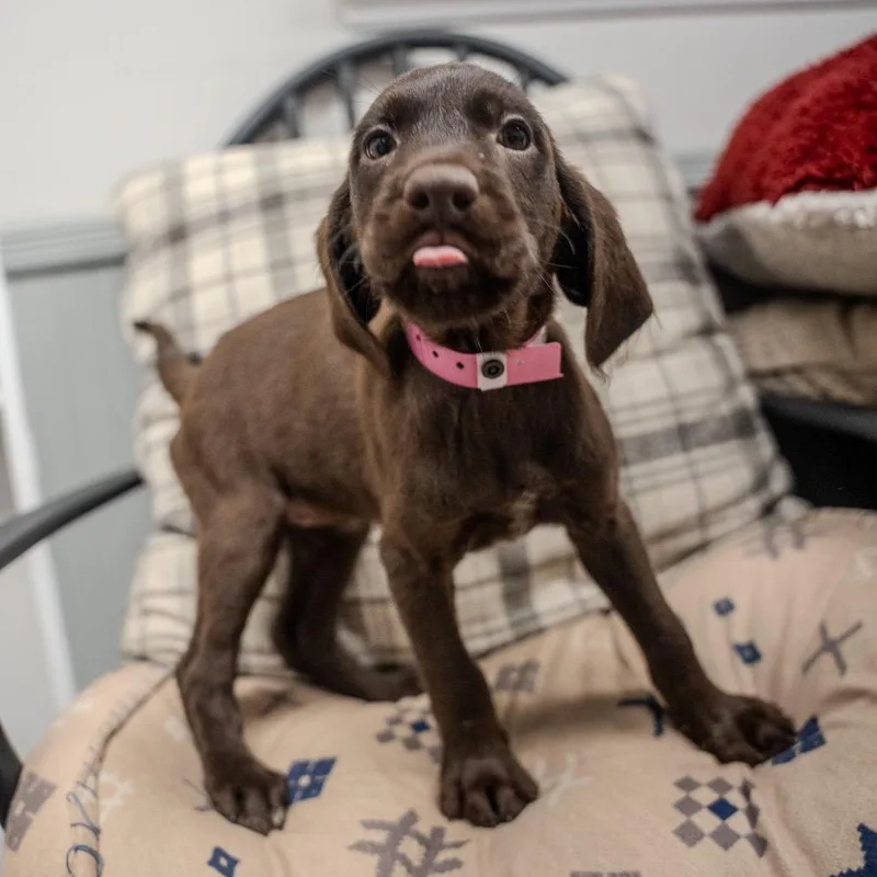 A baby large-sized female Brown / Chocolate Chocolate Labrador Retriever dog named Harley for adoption in Pawling, NY