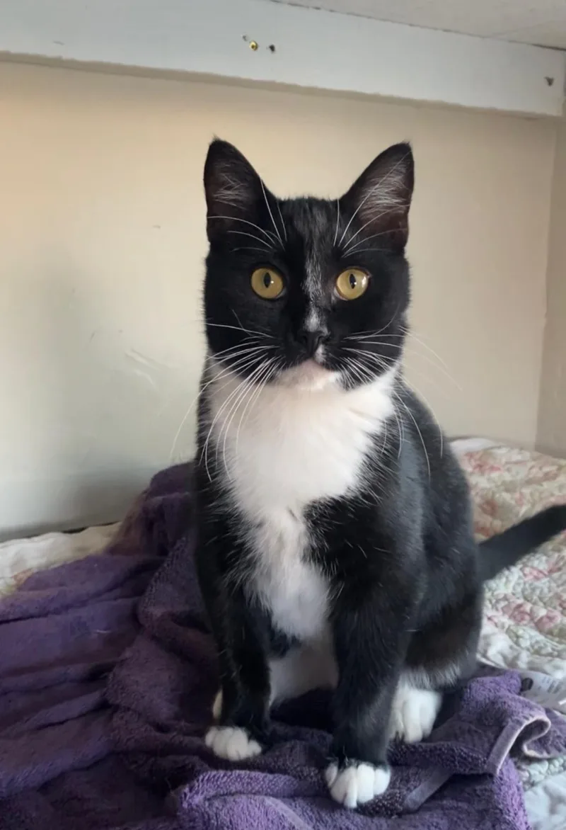 A young medium-sized male Black Domestic Short Hair cat named Checkers for adoption in La Jolla, CA