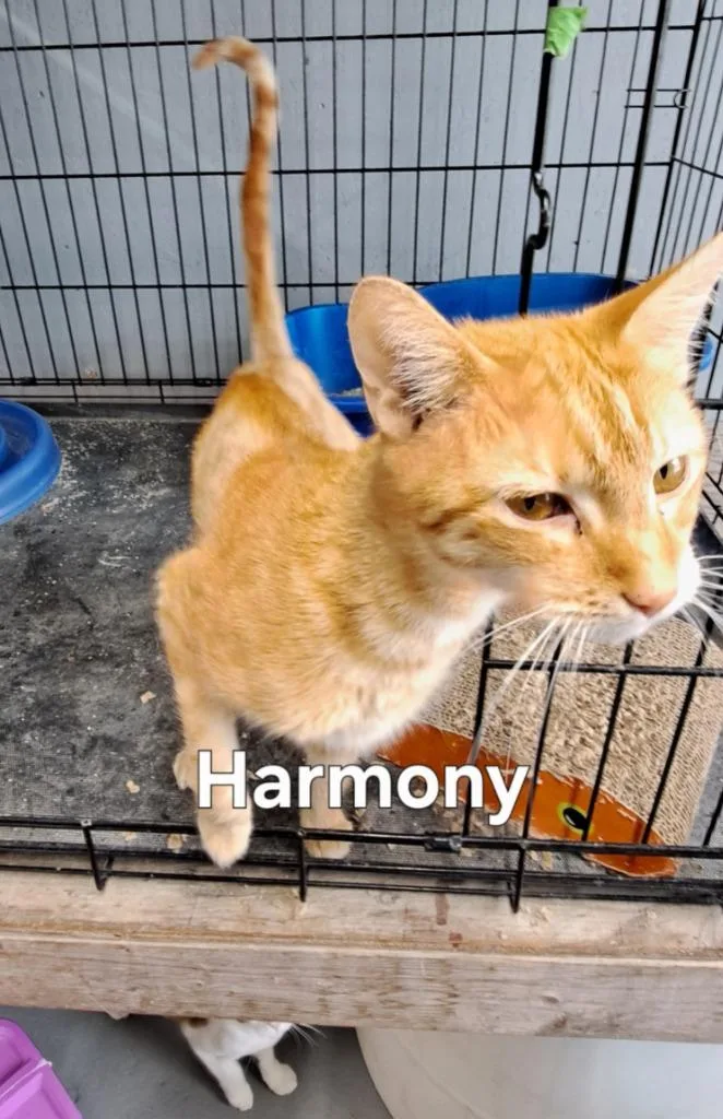 An adult medium-sized female Domestic Short Hair cat named Harmony for adoption in Plattsburgh, NY