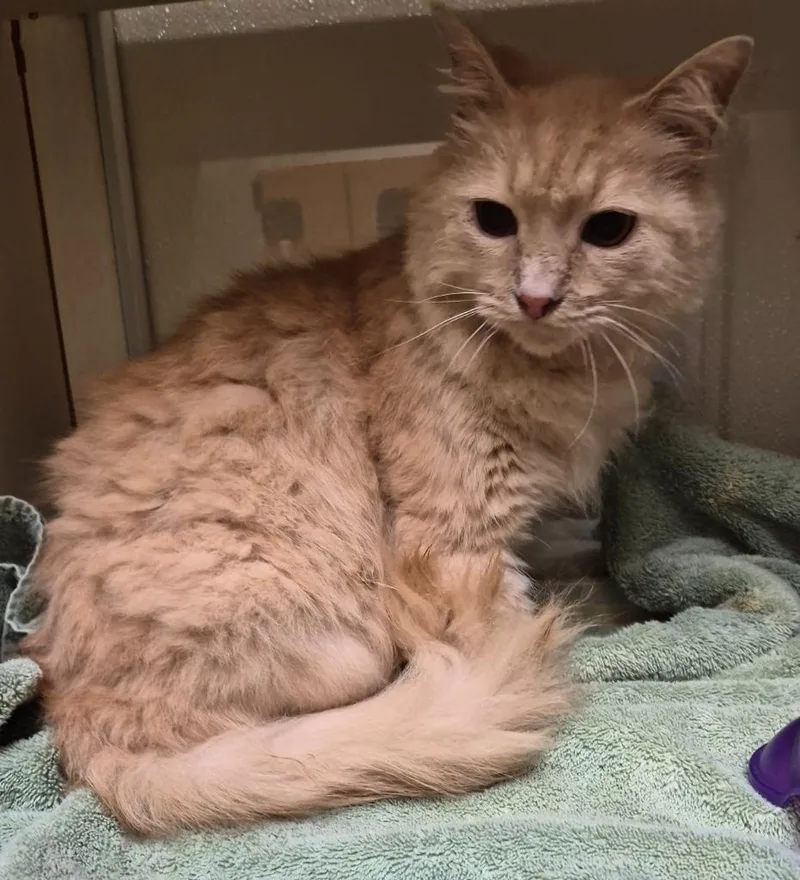 A senior medium-sized male Domestic Long Hair cat named Dexter P. Cat for adoption in Christiansburg, VA