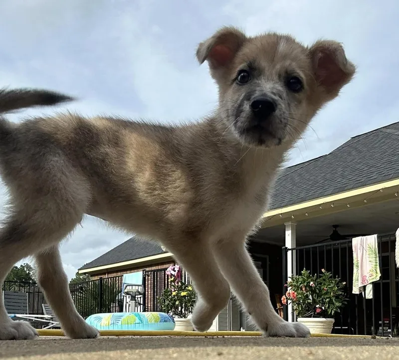 A baby medium-sized male Mixed Breed dog named Skittles for adoption in Groveland, MA