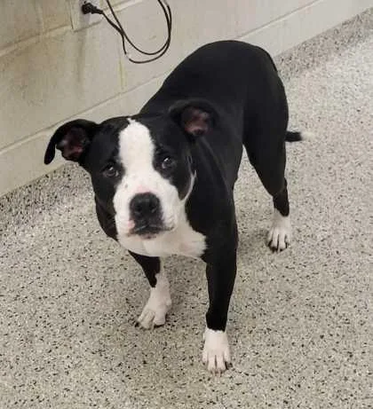 An adult large-sized female Black Pit Bull Terrier dog named Cookie for adoption in Kansas City, MO