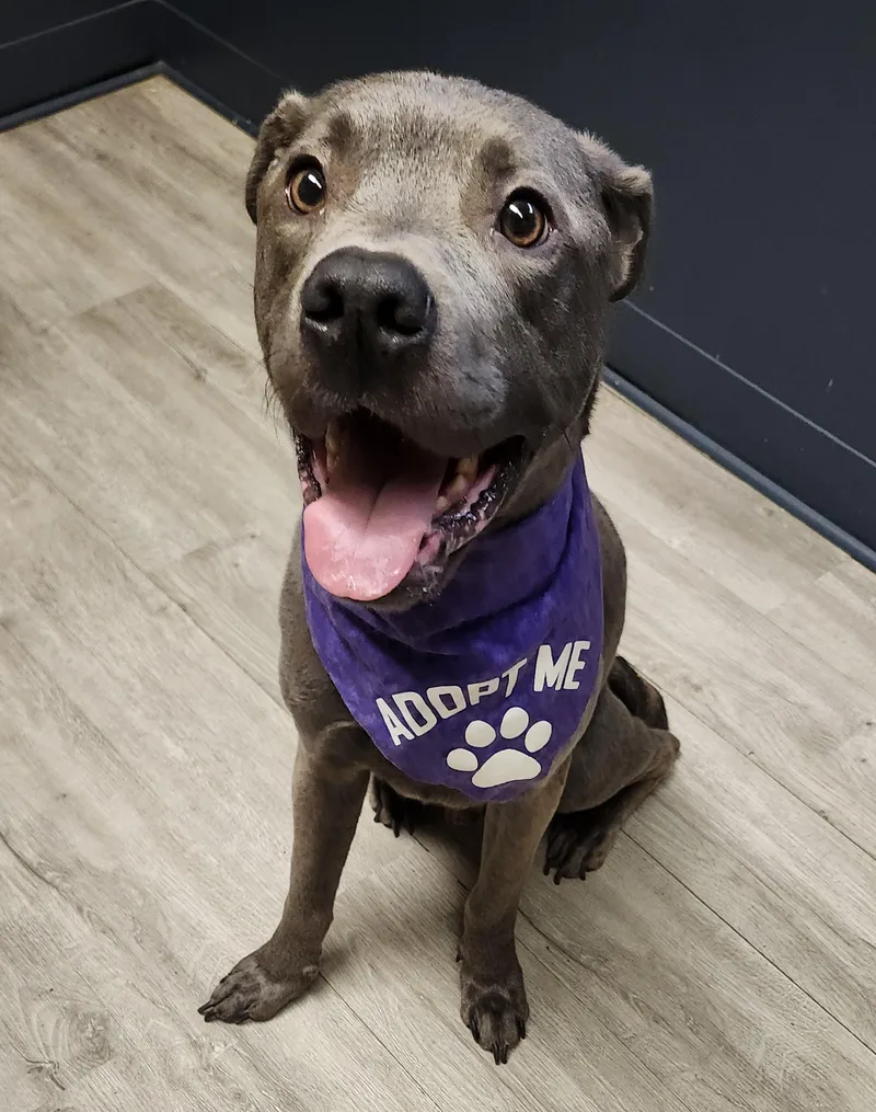 A young medium-sized male Gray / Blue / Silver Pit Bull Terrier dog named Duncan for adoption in Mansfield, OH