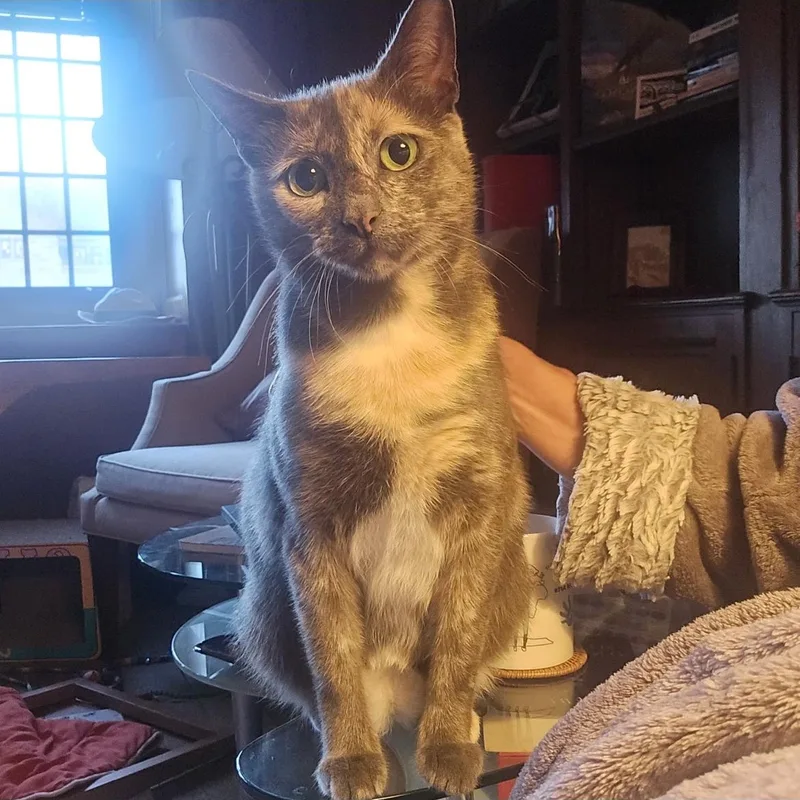A young medium-sized female Blue Point Tortoiseshell cat named Hey There Delilah for adoption in North Haven, CT