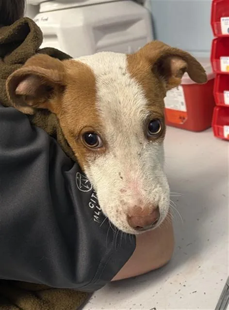 A young small-sized male Pit Bull Terrier dog named Panini for adoption in Tallahassee, FL
