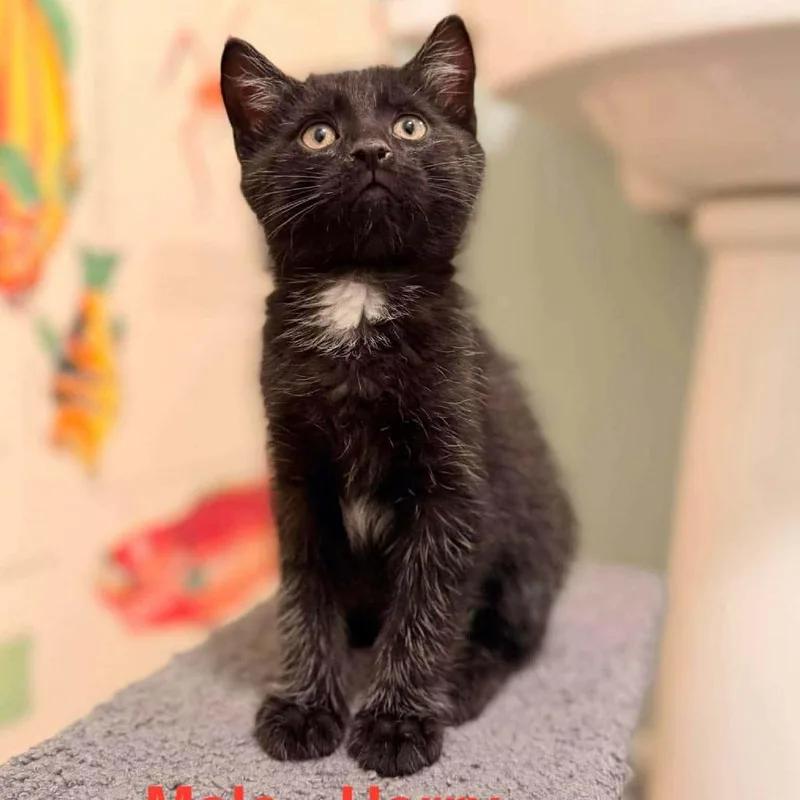 A baby small-sized male Black Domestic Short Hair cat named Harry for adoption in Saugerties, NY