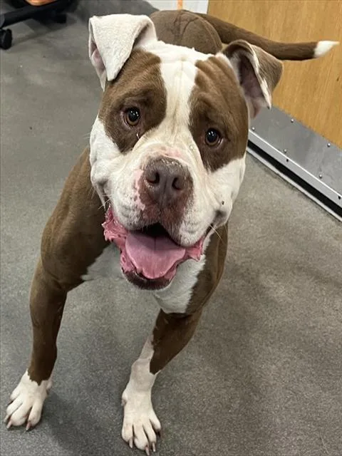 An adult medium-sized male American Bulldog dog named Zuko for adoption in Upper Marlboro, MD