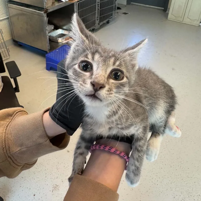 A baby small-sized male Gray / Blue / Silver Domestic Short Hair cat named Leon Kennedy for adoption in Huntington, WV
