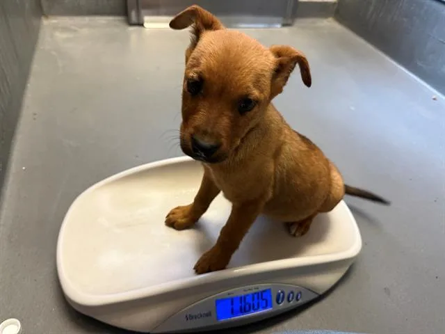 A baby small-sized male German Shepherd Dog dog named Tiesto for adoption in Antioch, CA