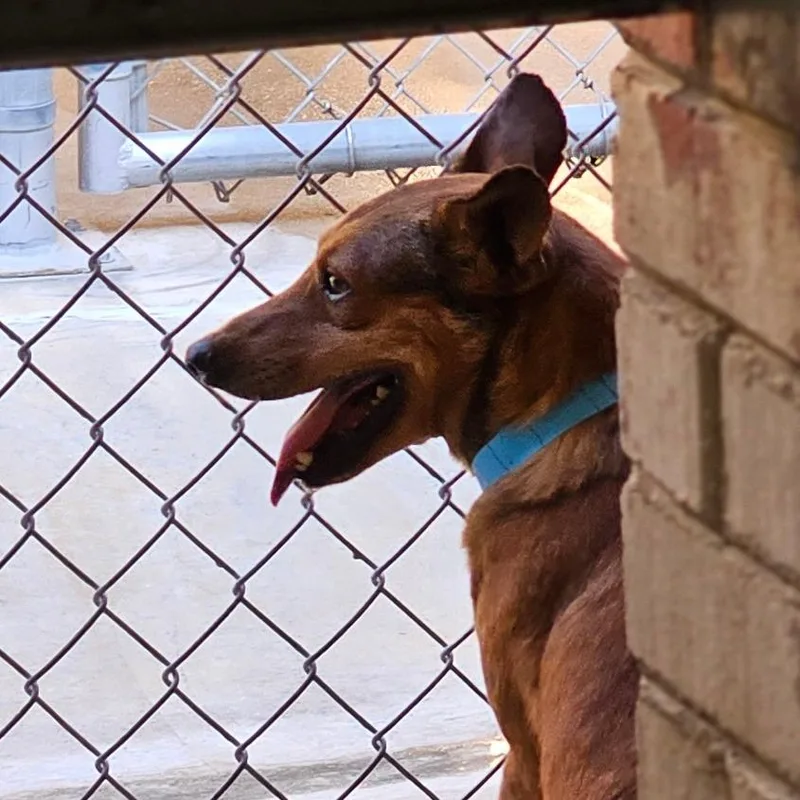 An adult medium-sized male Brown / Chocolate Mixed Breed dog named DToby for adoption in Tulsa, OK