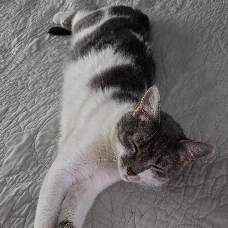 An adult medium-sized female Gray / Blue / Silver Domestic Short Hair cat named Neverland for adoption in St. Paul, MN