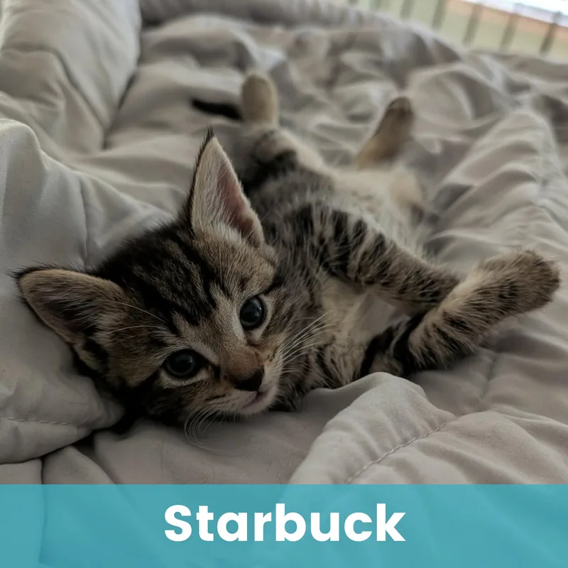 Starbuck thumbnail 6