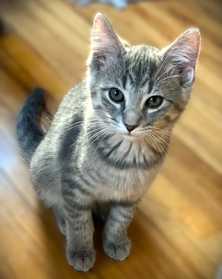A baby small-sized male Tabby (Gray / Blue / Silver) Domestic Short Hair cat named Prince for adoption in Mankato, MN