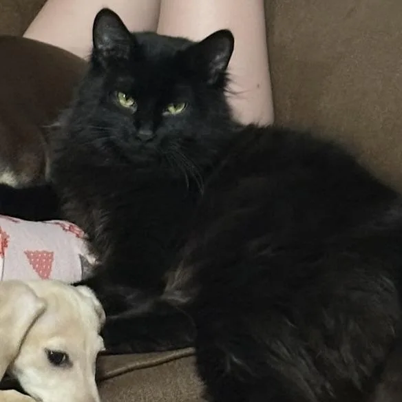 A young small-sized male Black Domestic Medium Hair cat named Fergus is LOST  for adoption in Rochester, MN