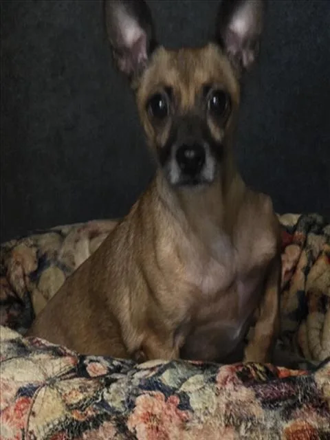 An adult small-sized male Miniature Pinscher dog named Boba for adoption in Los Angeles, CA