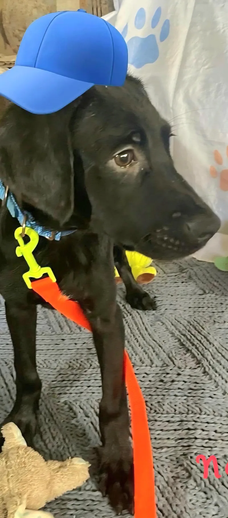 Negrito "let's Bond In thumbnail 2